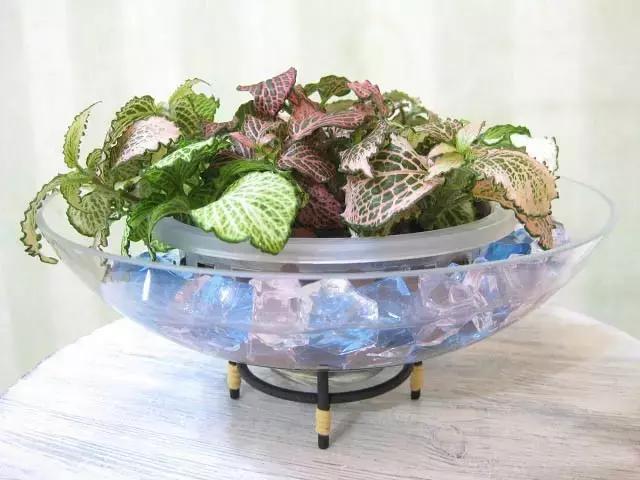 室内用水养的花,一帆风顺花可以直接用水养