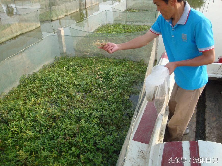 泥鳅和黄鳝哪个更贵一点,鳝鱼和泥鳅有价格区别吗