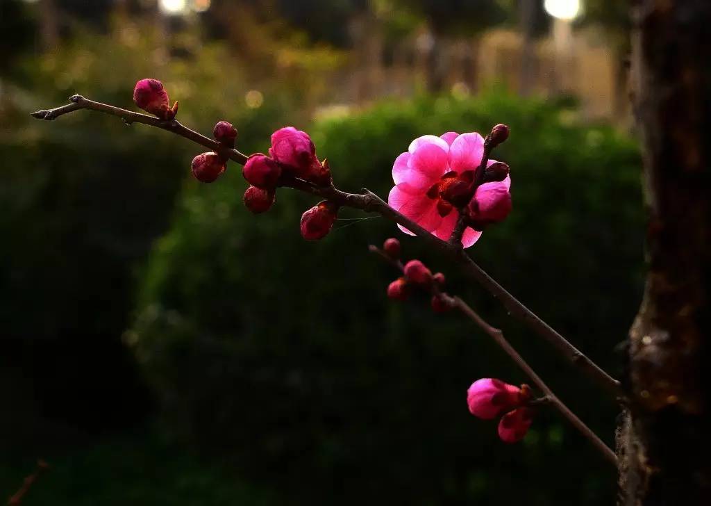 印象渭南：情寄雪梅