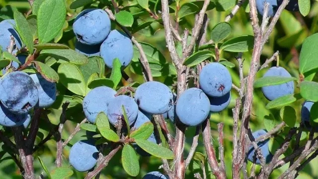 大自然的恩赐野生黑枸杞,大自然的恩赐野果