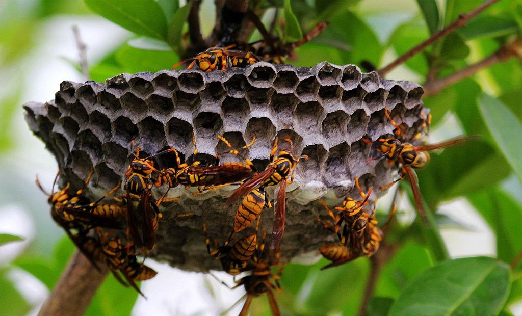 中药里的蜂房有啥药效,马蜂蜂房中药