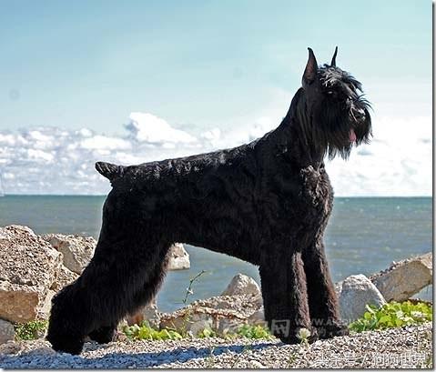 可爱呆萌狗狗资料,狗狗15种寄生虫病详细资料图