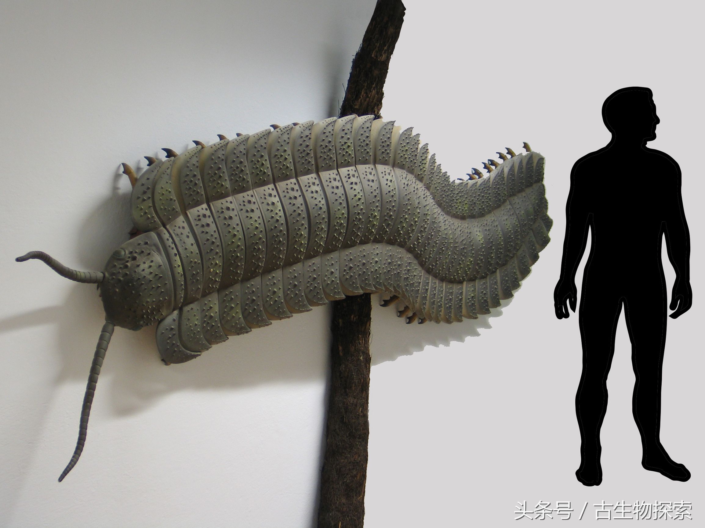 史前蜈蚣大战巨脉蜻蜓,史前蜈蚣体长可达3米