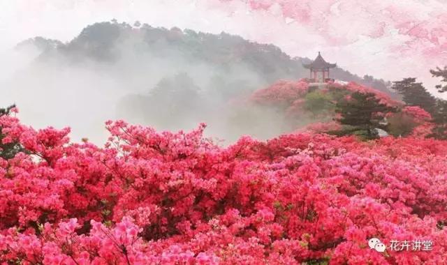 择一片花海，定三生情缘