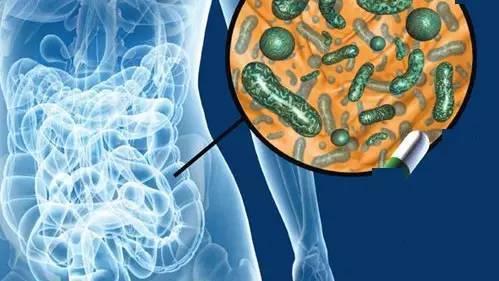 便秘请吃翔？揭秘粪便胶囊