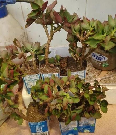 枯萎的花不能要了就该扔到垃圾桶,这五种花千万不要买