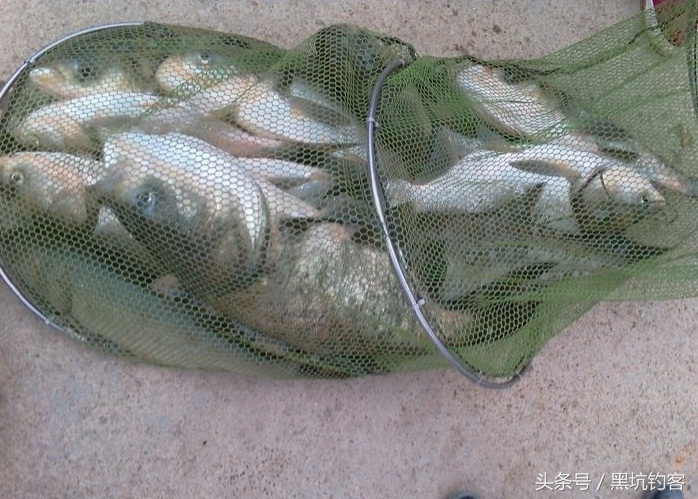 细说钓鱼视频,钓鲢鳙看不清漂