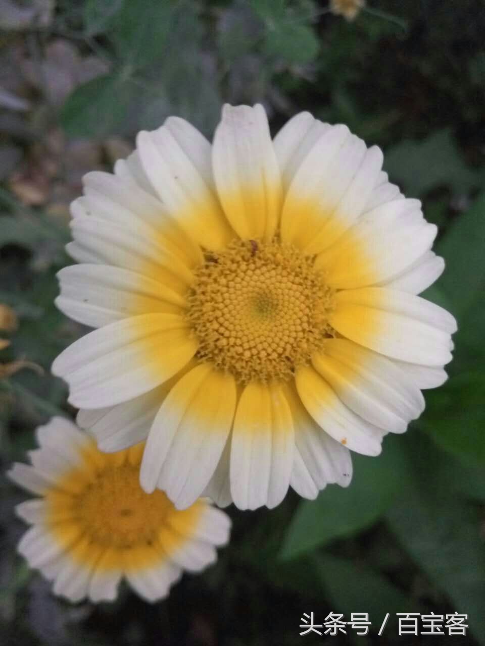 魅族mx5首发价,魅族mx5详细介绍