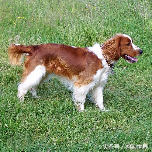 可爱呆萌狗狗资料,狗狗15种寄生虫病详细资料图