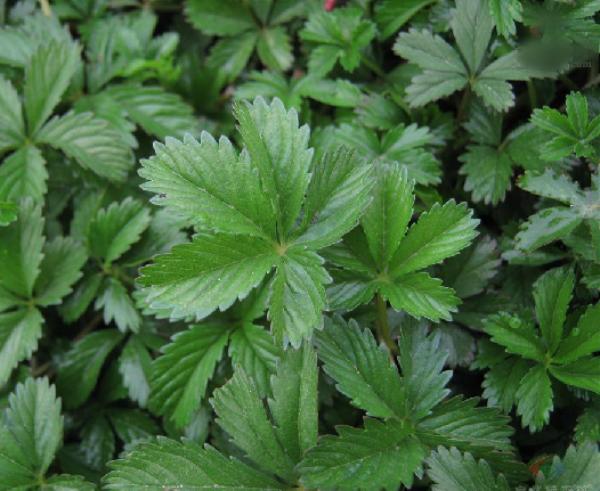 《本草》植物志之蛇莓蛇含：与蛇为伍，却不蛇心蛇貌