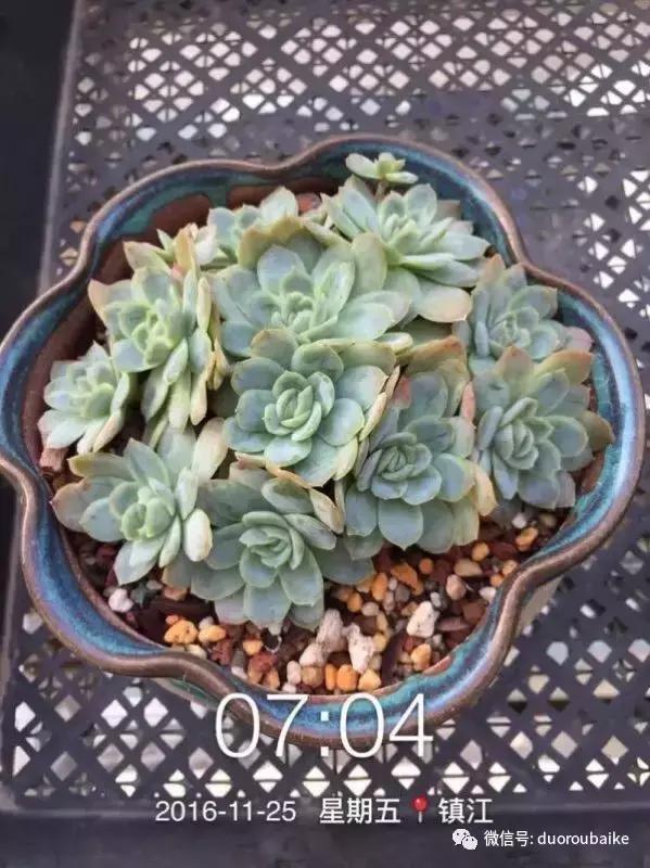 一株多肉治愈整个人心,一棵多肉的逆袭