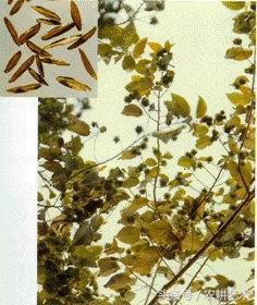 手绘中草药图谱,东北中草药图谱