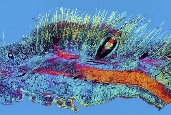 最美的科学图片大全,100个经典科学视觉图