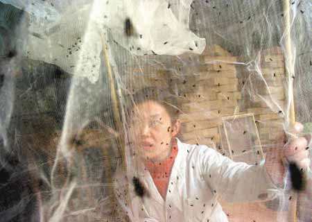 养苍蝇挣钱,养苍蝇到底赚不赚钱