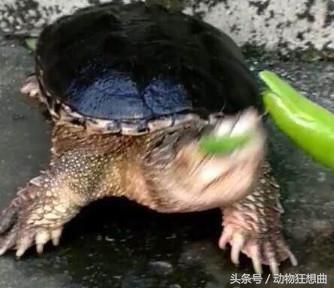 鳄龟被主人吃,喂鳄龟吃东西鳄龟害怕