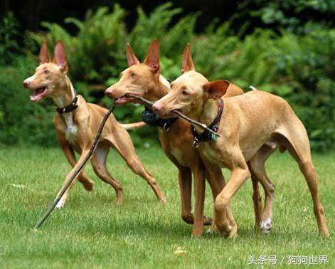 可爱呆萌狗狗资料,狗狗15种寄生虫病详细资料图