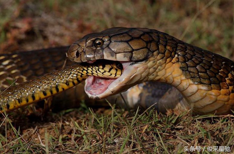 盘点我国毒蛇种类,盘点毒蛇最多的几个国家