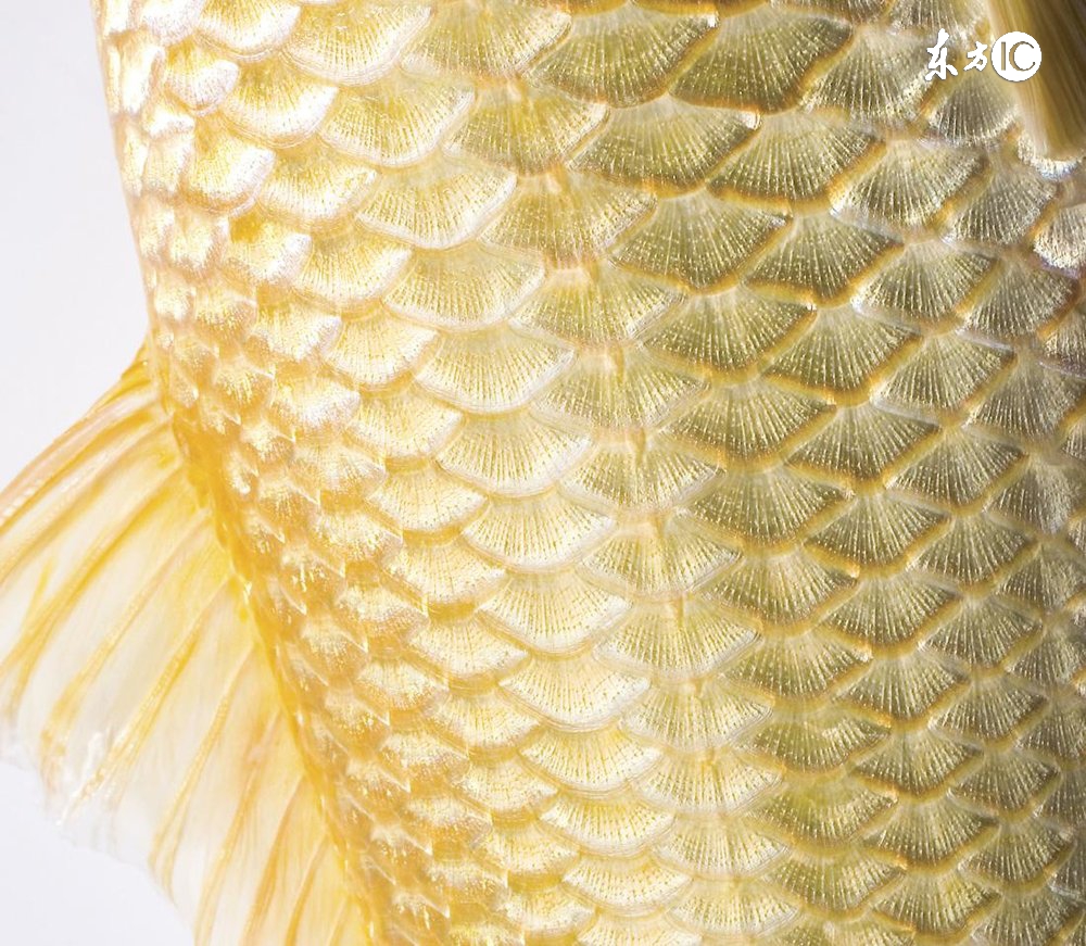 为什么现在的淡水鱼土腥味很重,淡水鱼一股土腥味