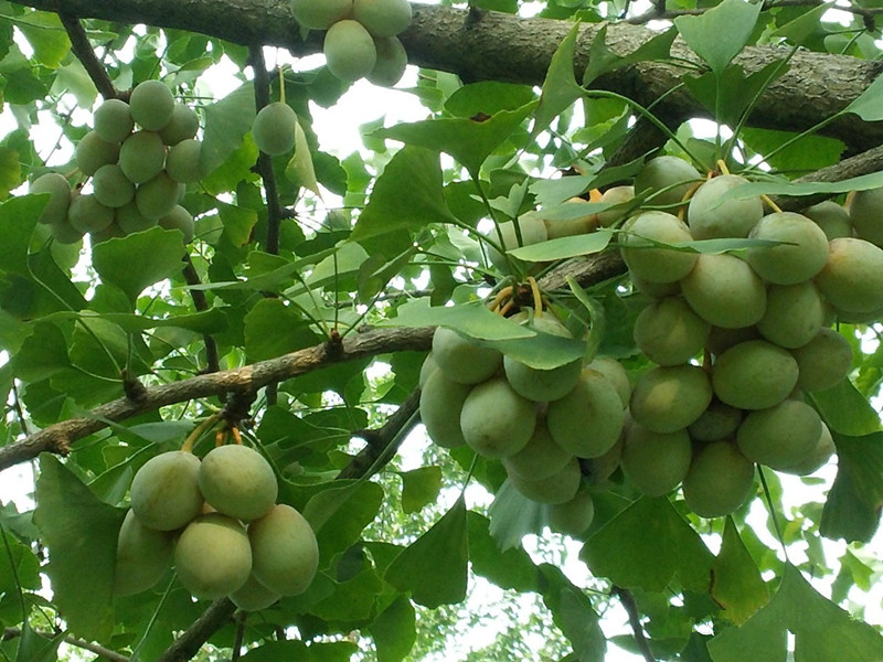 物美价廉的苹果,物美价廉酸枣仁
