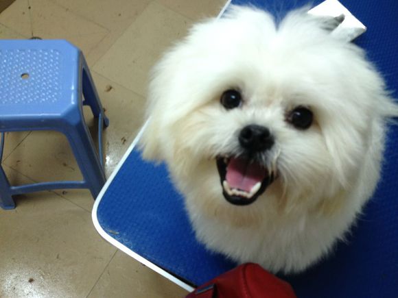 看门忠诚的狗,给狗看门的忠诚