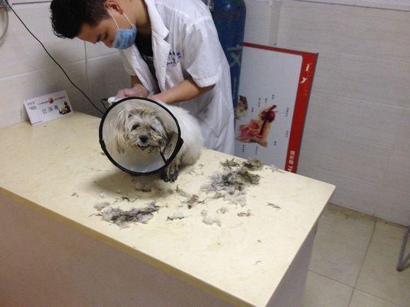 看门忠诚的狗,给狗看门的忠诚