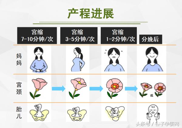 顺产自然分娩知识,自然分娩过程分为几个产程
