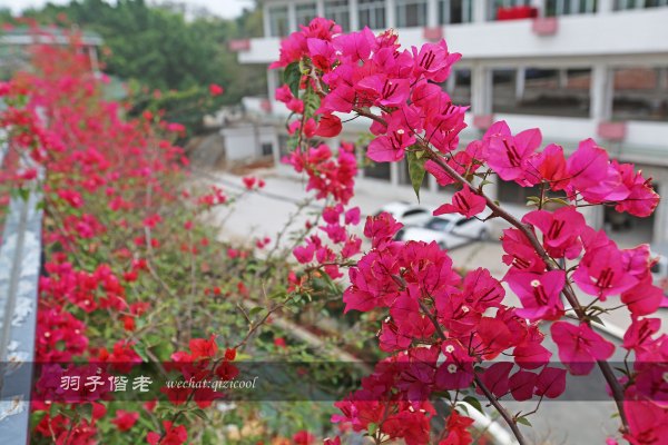 居于涟岸隐于湖,到肇庆体验离尘不离城的精致慢生活