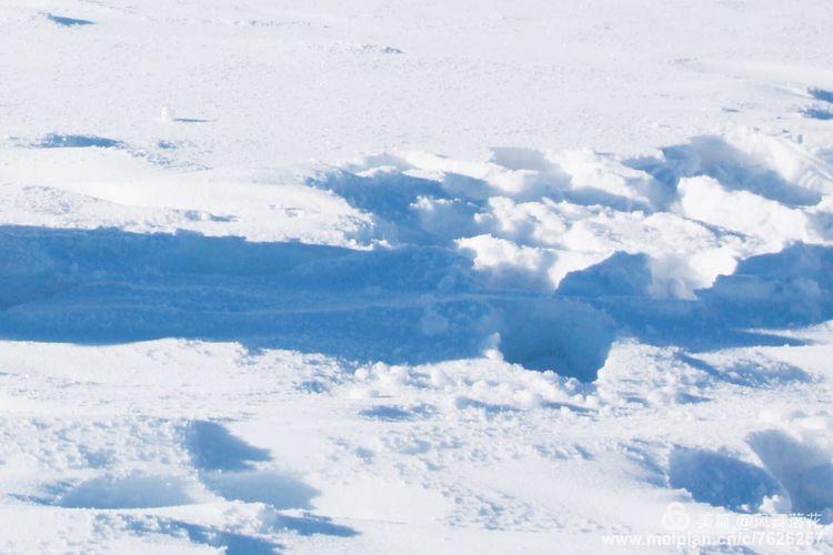白狐千年等待只为今生相遇,白狼一生只爱一人