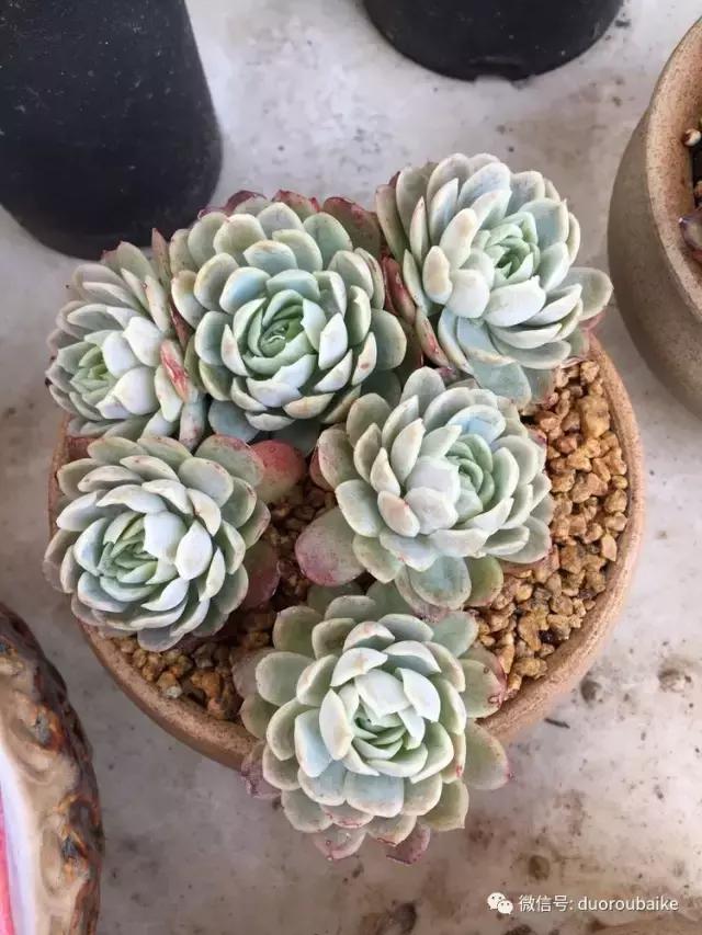 吾家有女初长成全文小说,吾家有女初长成小说精彩阅读