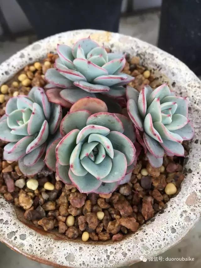 吾家有女初长成全文小说,吾家有女初长成小说精彩阅读