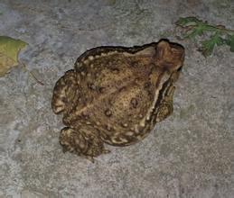 2017年下一个蓝海在农村,马上挣到人生的第一桶金