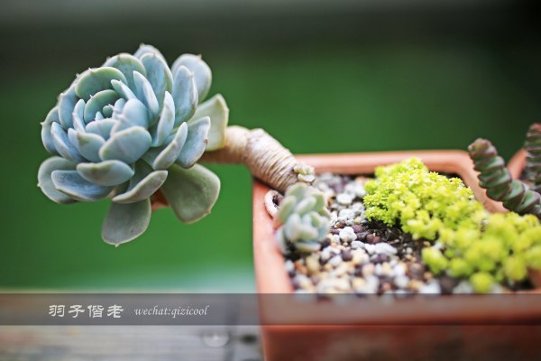 居于涟岸隐于湖，到肇庆体验离尘不离城的精致慢生活