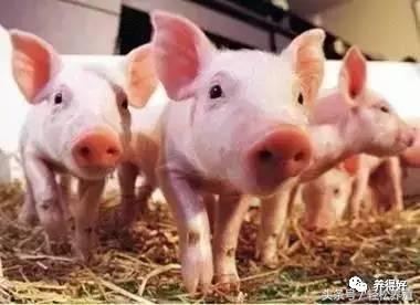 母猪产后消炎注意事项,妊娠母猪不能用哪些药