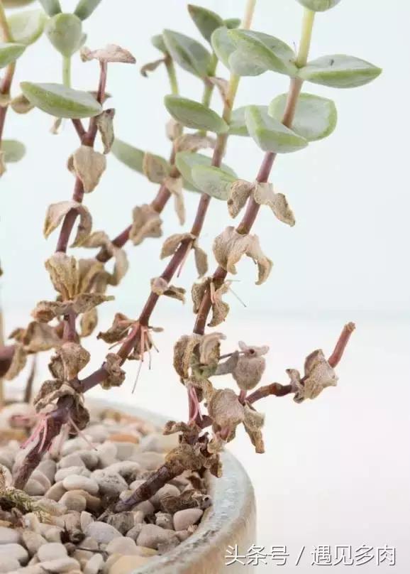 多肉植物贝瑞长了气根,多肉植物长气根怎么办