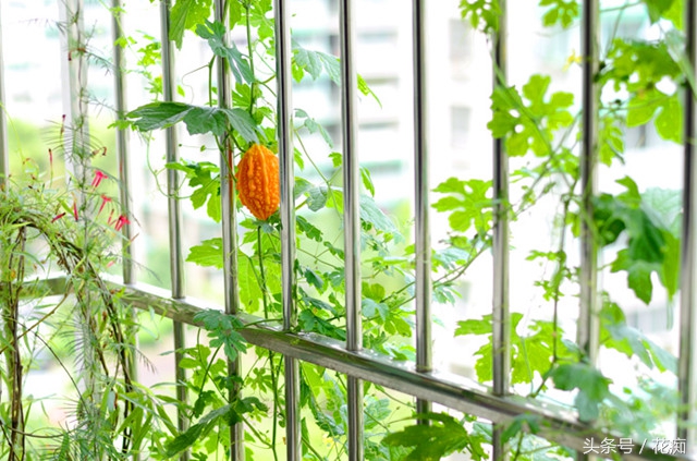 冬天可以种出什么好看的蔬菜,在花盆种的又好看又能吃的蔬菜