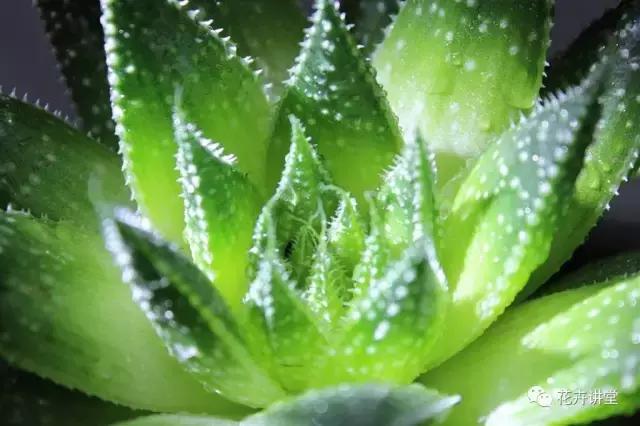 相似的花儿又来了,今天我们来认识它们