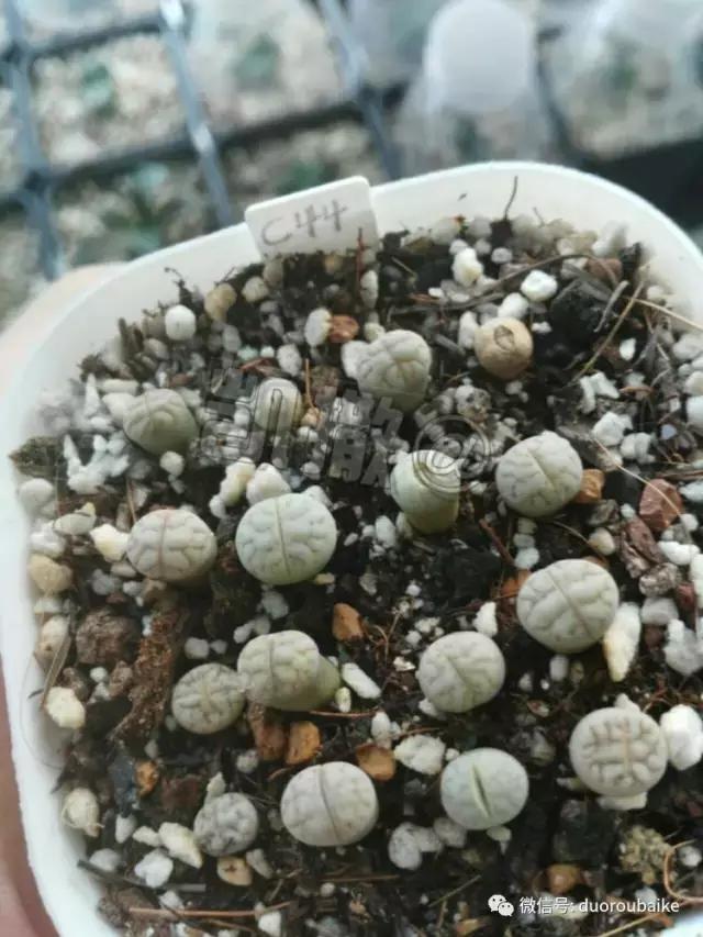 花能解语还多事的读音,一年生石花养护