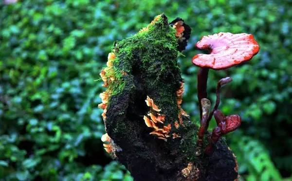 日本和韩国灵芝 (日本人评价中国灵芝)