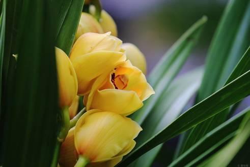 云南兰花名贵品种图片介绍,云南兰花老品种有哪些图片