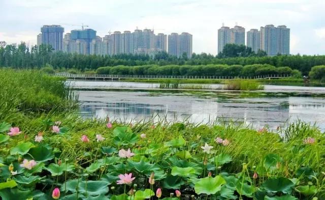 来东北安家,来哈尔滨安家