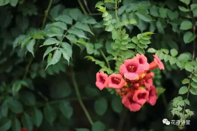 相似的花儿又来了，今天我们来认识它们