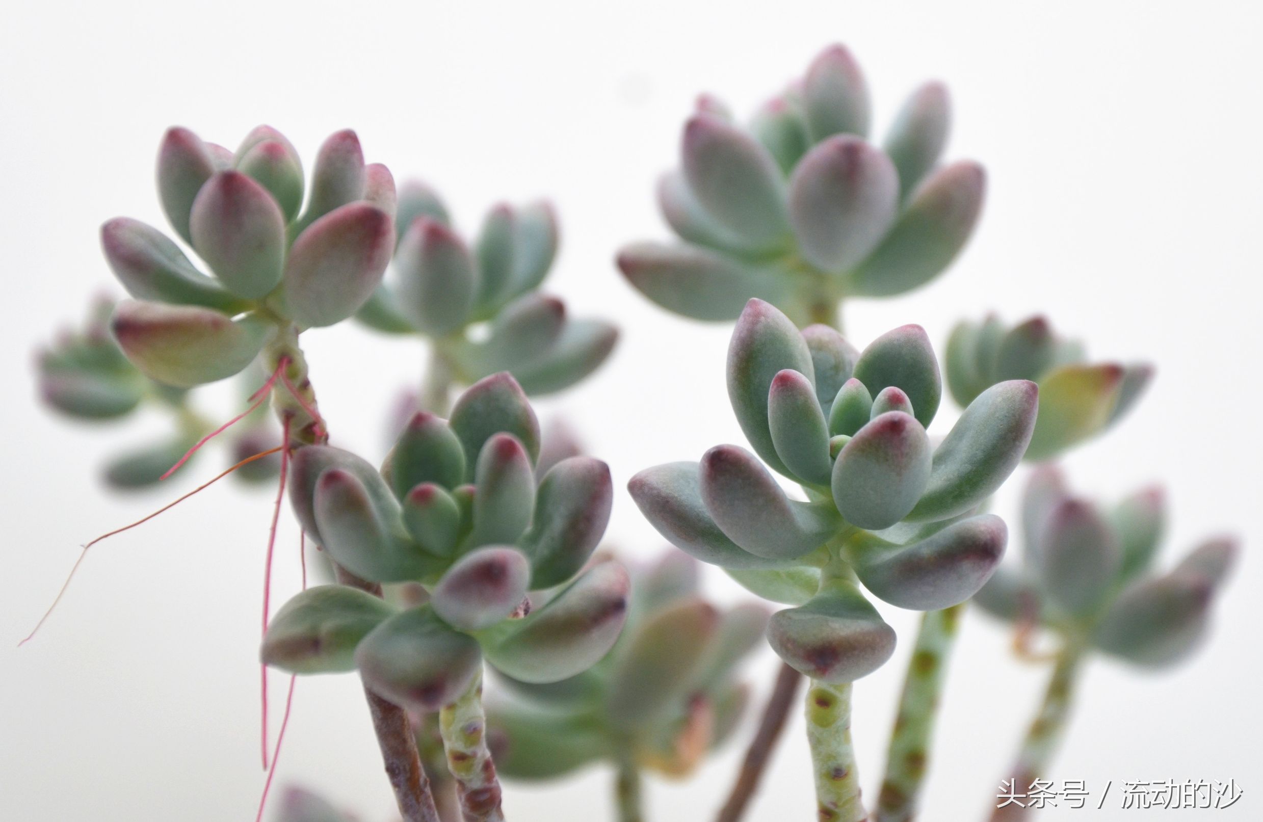 澶氳倝姹ゅ,澶氳倝妞嶇墿姹ゅ