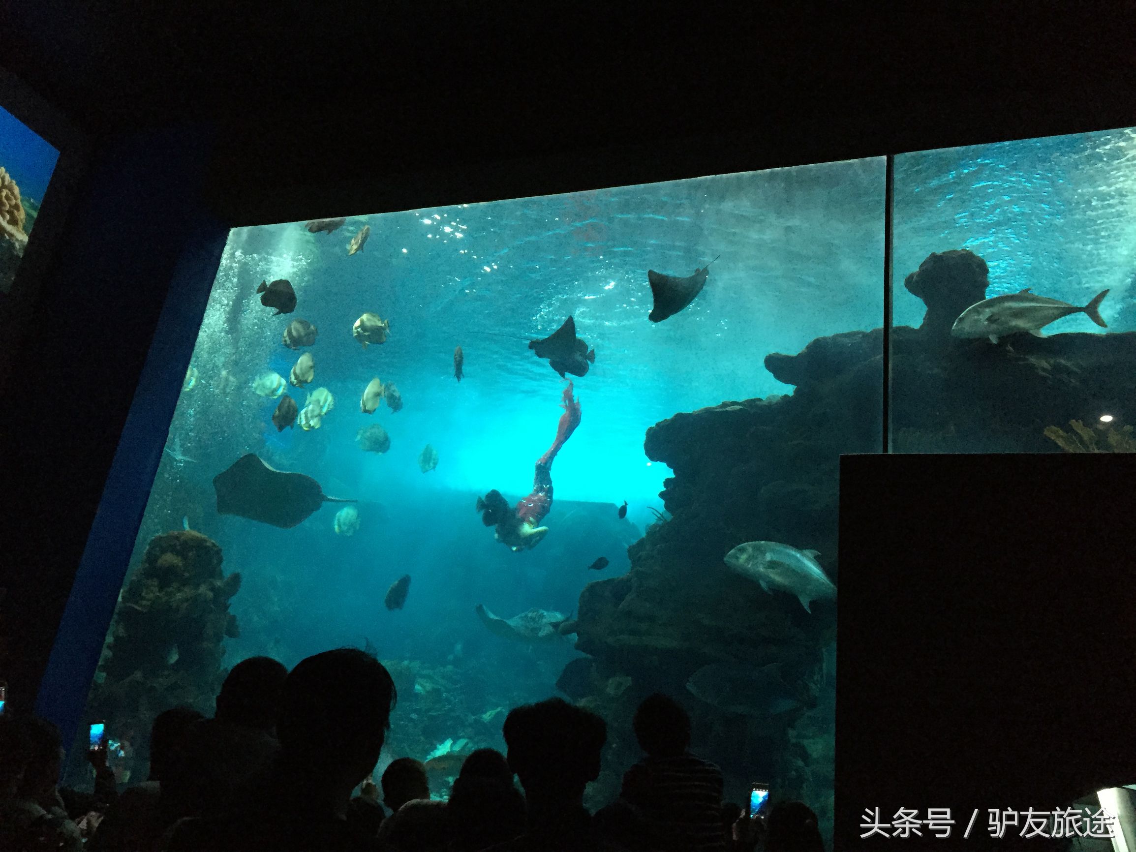 广州长隆亲子游旅行攻略,广州长隆4园2天1夜亲子游攻略