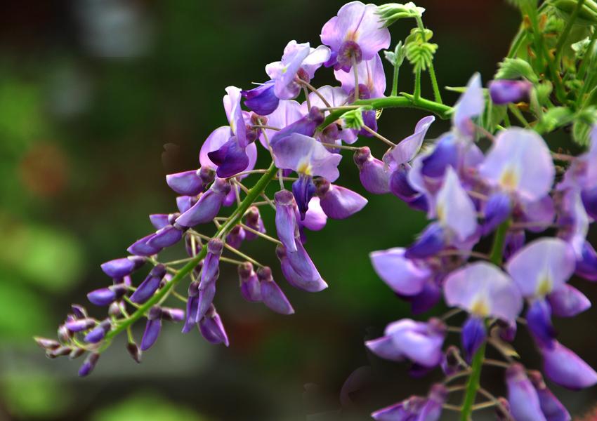 植物界的熊猫,熊猫的医用价值