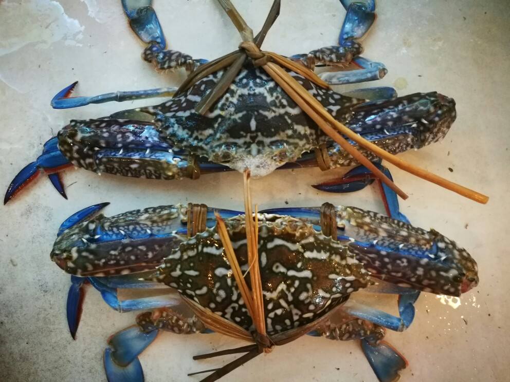 厦门的蟹有什么吃法,所有蟹的正确吃法