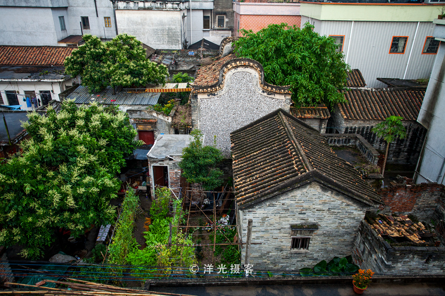 榕树不容人容人不榕树是什么意思,为什么有榕树不容人的说法