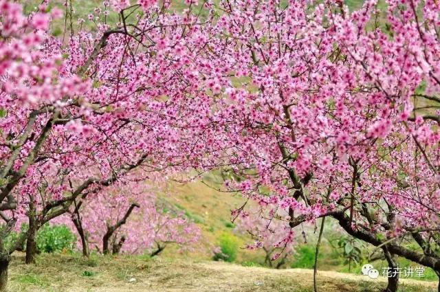 择一片花海，定三生情缘
