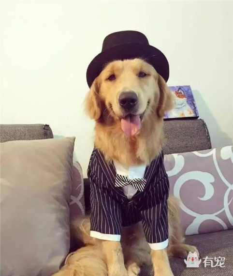 大金毛过生日被美女左拥右抱,铲屎的你可以关灯了!