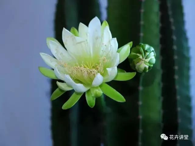 相似的花儿又来了，今天我们来认识它们