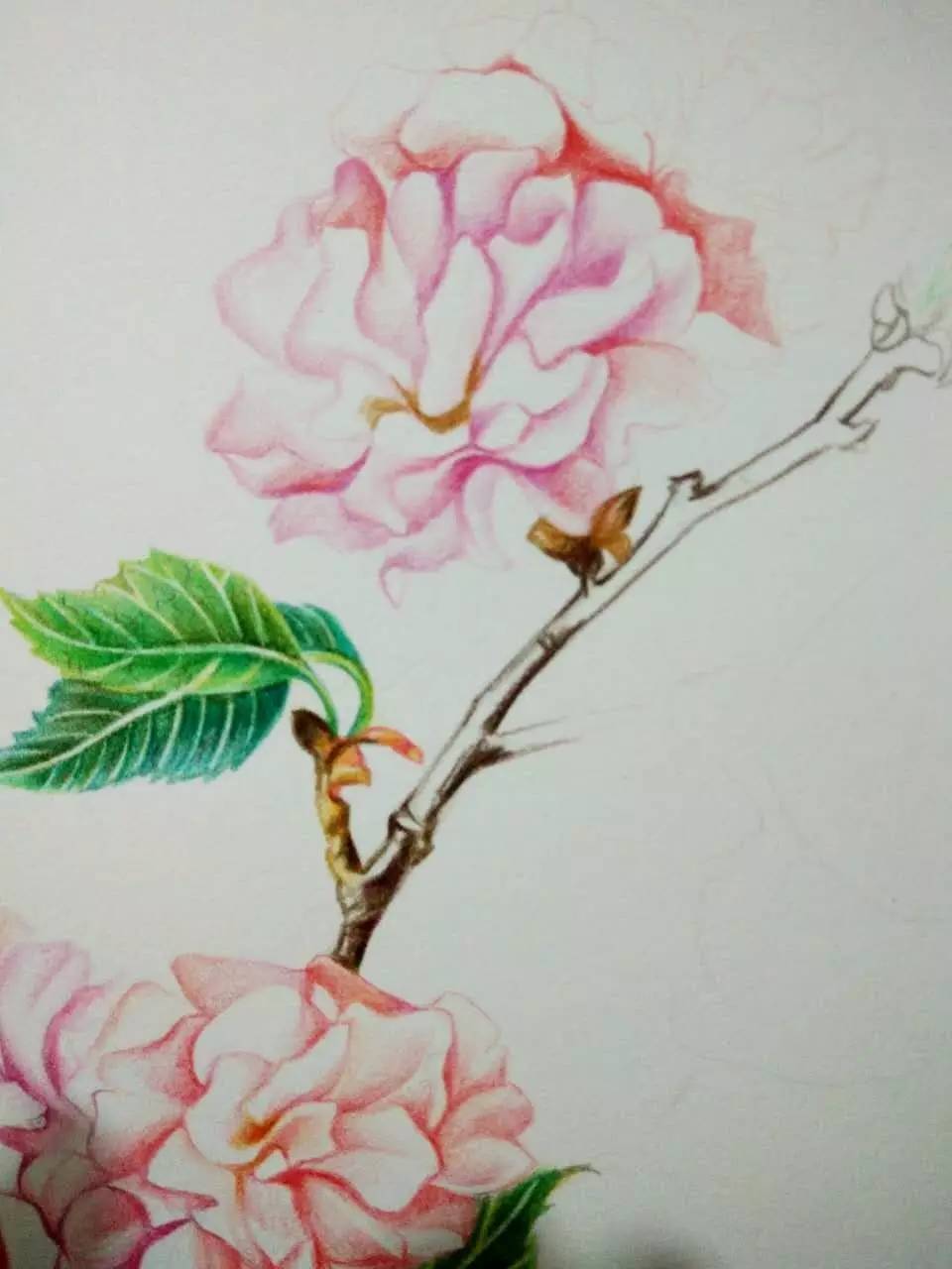 浪漫樱花分解版教程,绘画小教程动漫